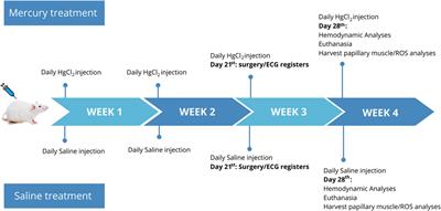 Chronic exposure to mercury increases arrhythmia and mortality post-acute myocardial infarction in rats